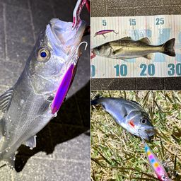 セイゴ（マルスズキ）