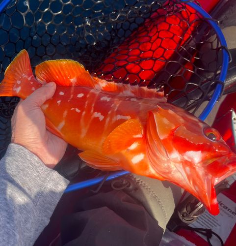 アカハタの釣果