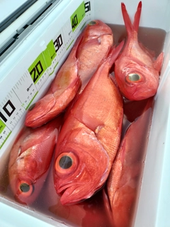 キンメダイの釣果