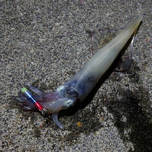 ヤリイカの釣果