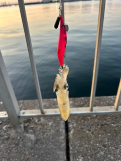 ヒイカの釣果