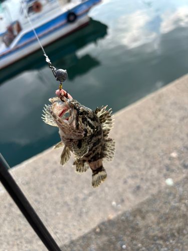 ベッコウゾイの釣果