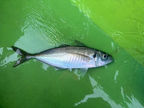 マアジの釣果