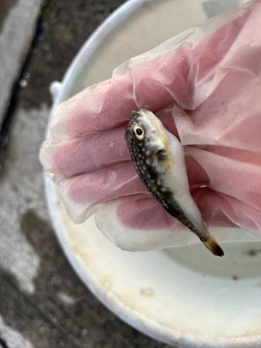 フグの釣果