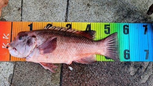 コブダイの釣果