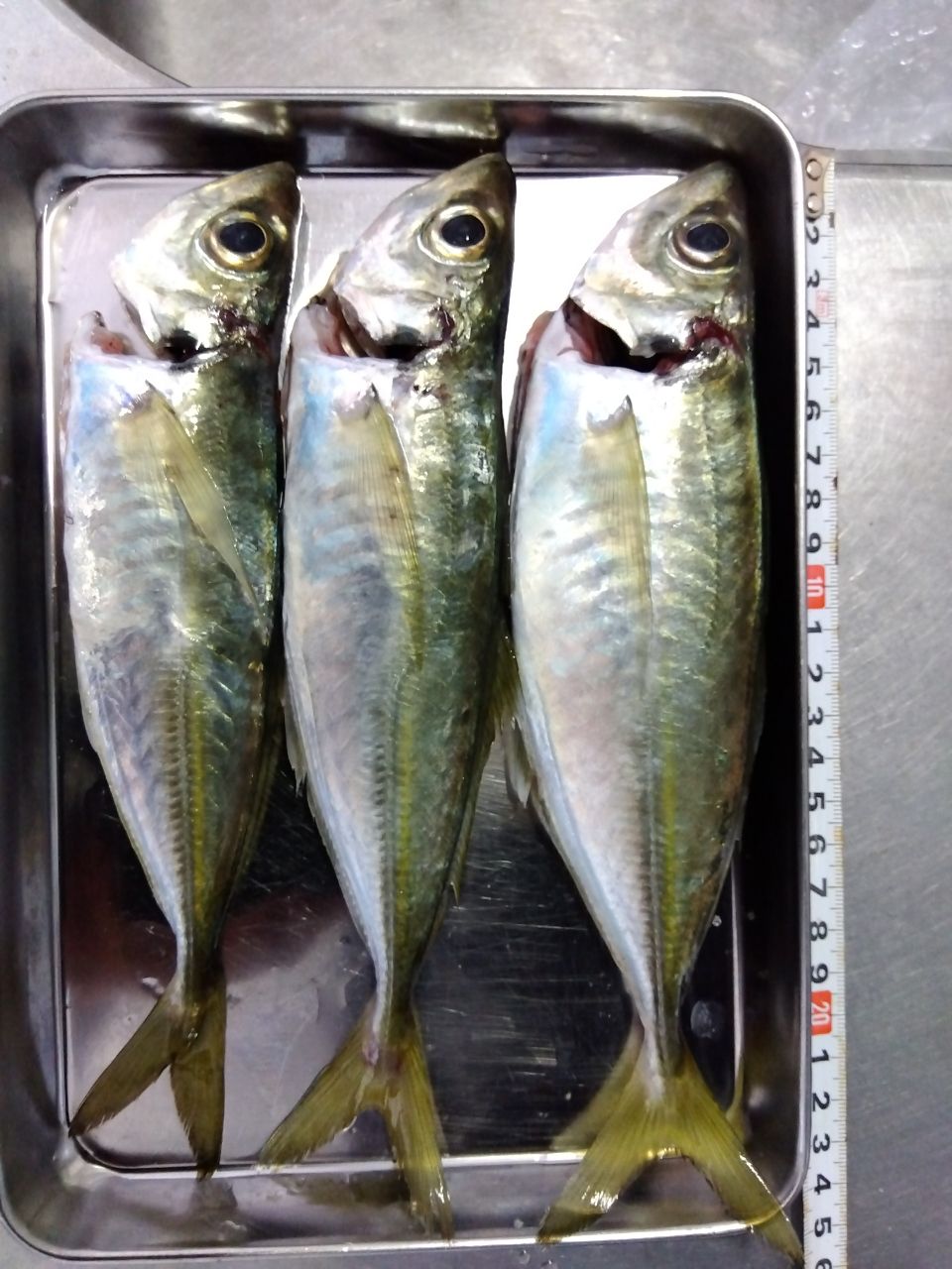 MajorCraft 鯵道 5G AD5-S582L/AJIの最安値・インプレ・釣果 | 本音の