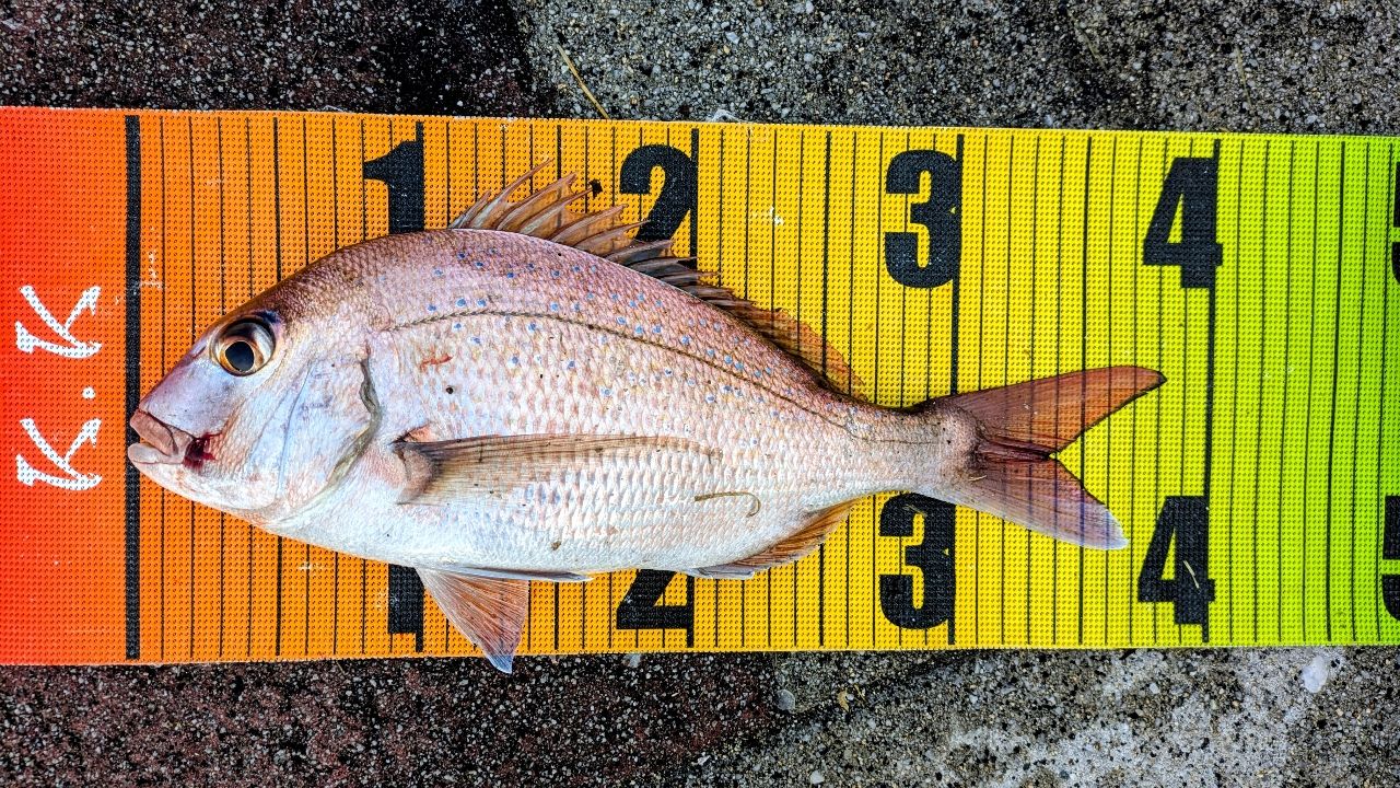 SHIMANO 23カルカッタコンクエスト MD 400XGLHの最安値・インプレ