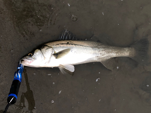 スズキの釣果