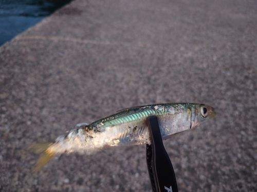 ウルメイワシの釣果