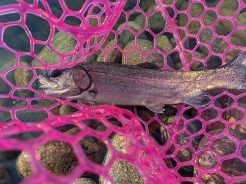 ニジマスの釣果