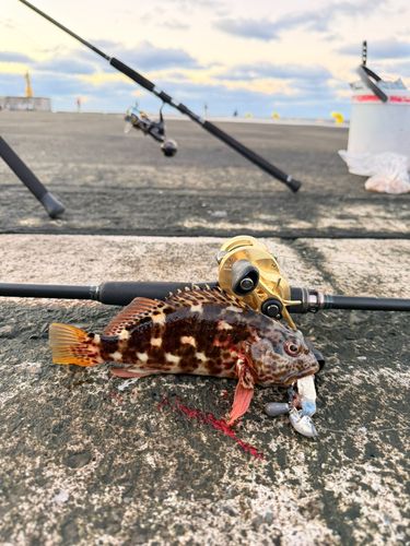 カサゴの釣果