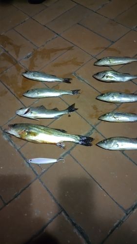 セイゴ（マルスズキ）の釣果