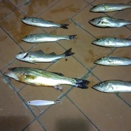 セイゴ（マルスズキ）