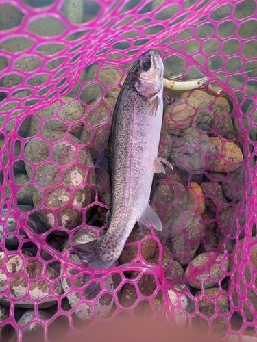 ニジマスの釣果