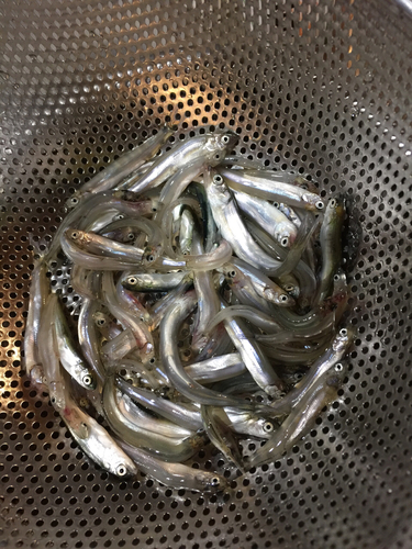 チアユの釣果