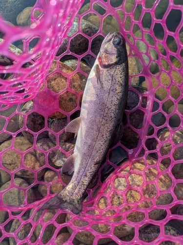 ニジマスの釣果