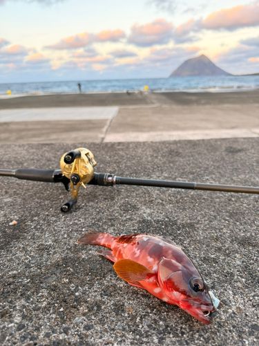 アカハタの釣果