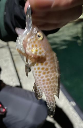 オオモンハタの釣果