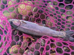 ニジマスの釣果