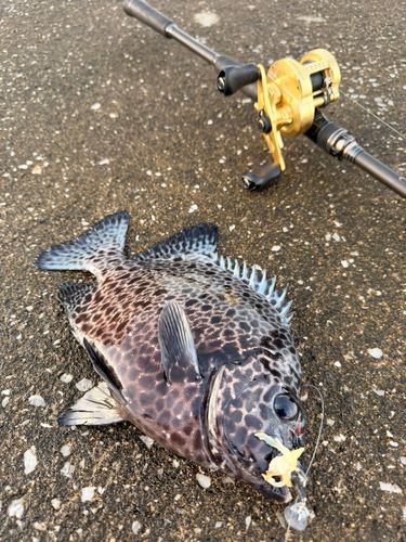 イシガキダイの釣果