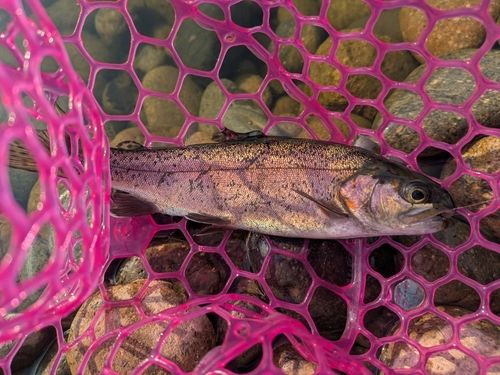 ニジマスの釣果