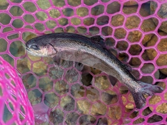 ニジマスの釣果