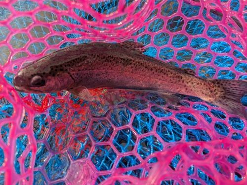 ニジマスの釣果