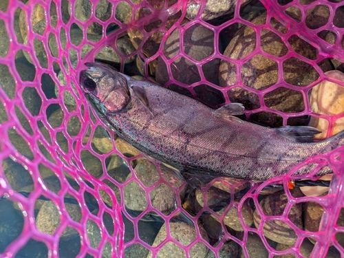 ニジマスの釣果