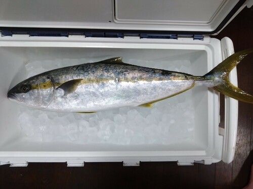 ヒラマサの釣果