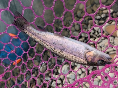 ニジマスの釣果