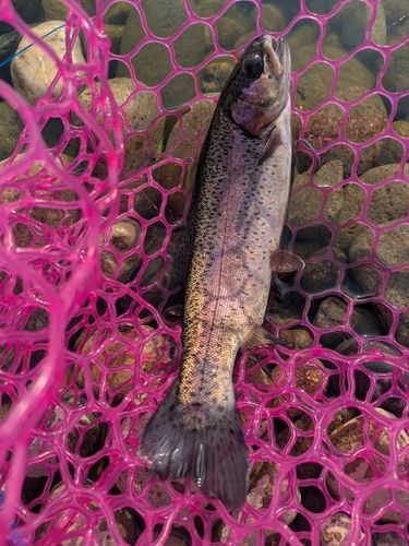 ニジマスの釣果