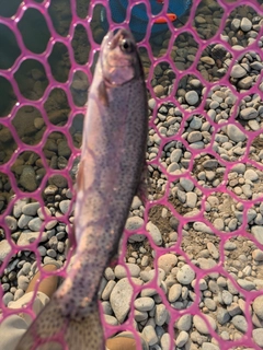 ニジマスの釣果