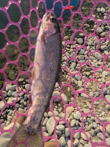 ニジマスの釣果