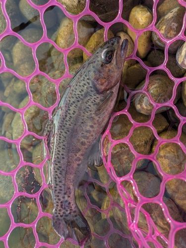 ニジマスの釣果