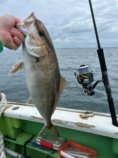 カンパチの釣果