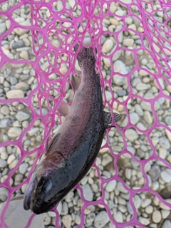 ニジマスの釣果