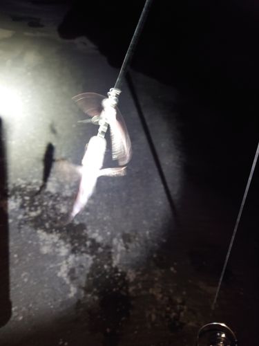 シロメバルの釣果