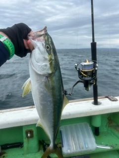 カンパチの釣果