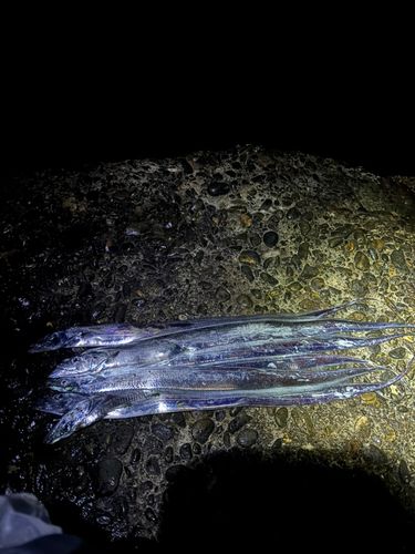 タチウオの釣果