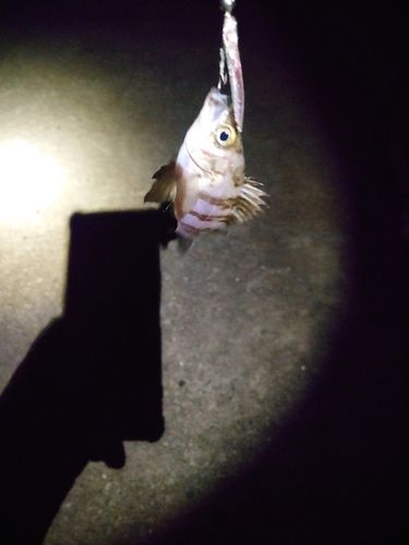 シロメバルの釣果