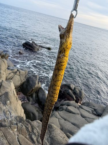 ウツボの釣果