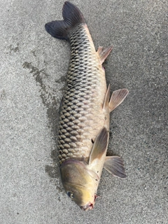 コイの釣果