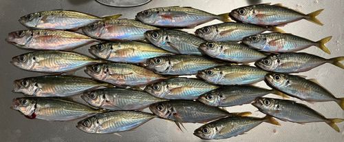 マアジの釣果
