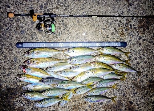 アジの釣果