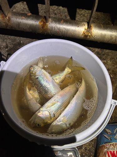 シロギスの釣果