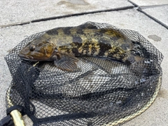 アイナメの釣果