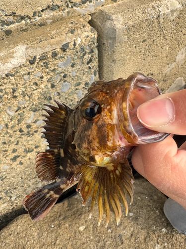 常滑りんくう釣り護岸