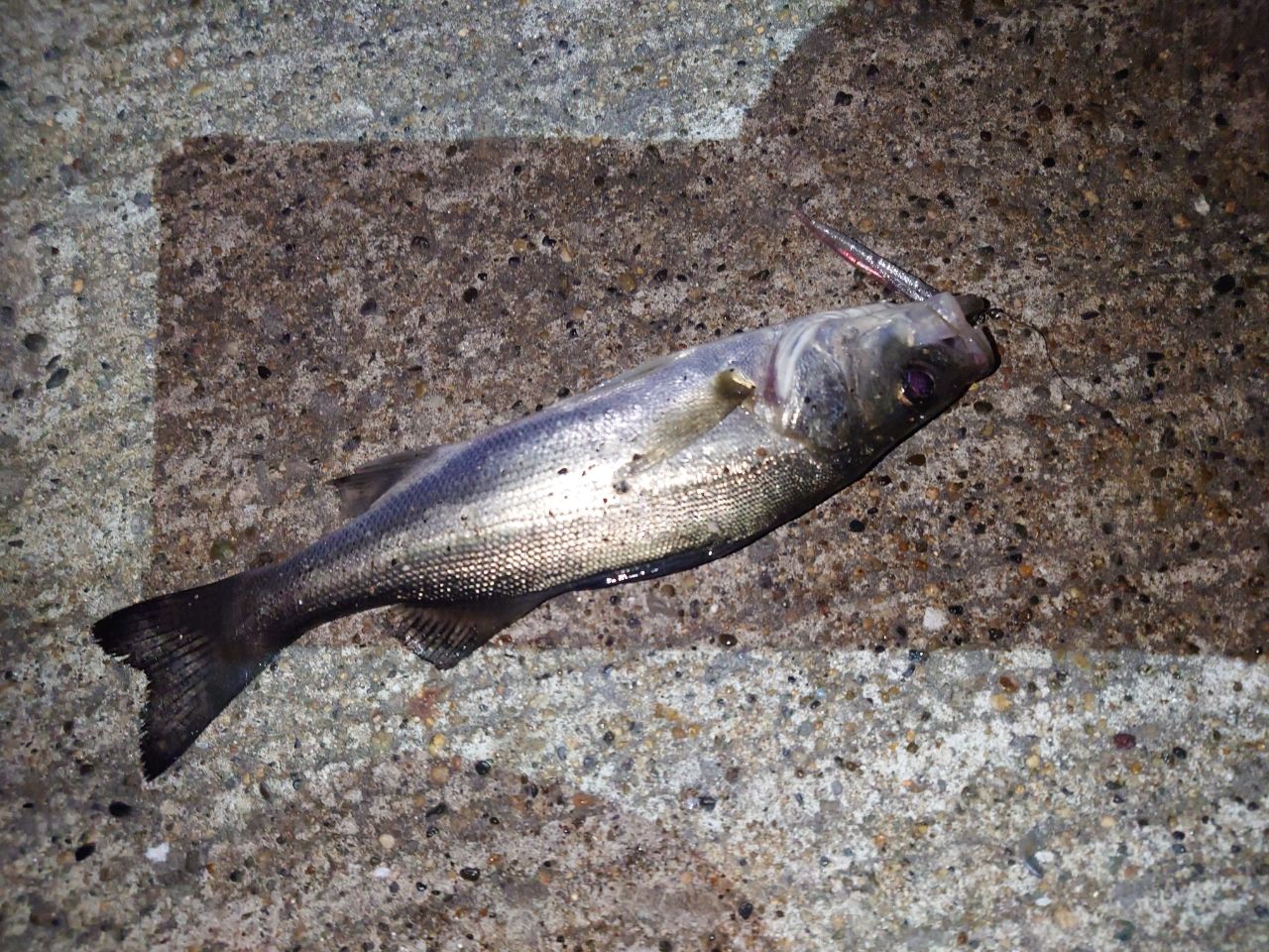 セイゴ（マルスズキ）