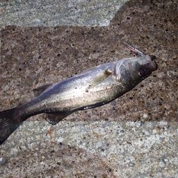 セイゴ（マルスズキ）