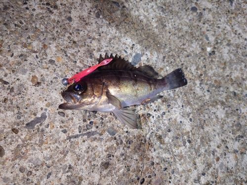 シロメバルの釣果